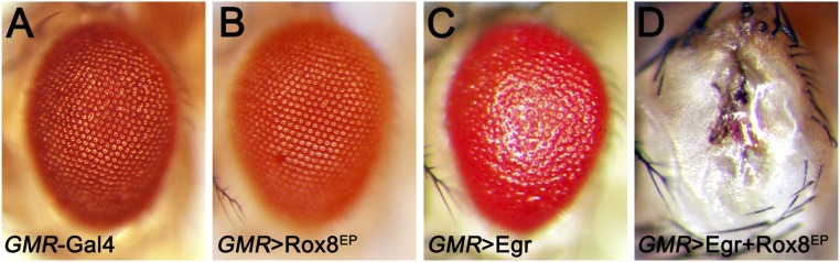 Fig. S7.