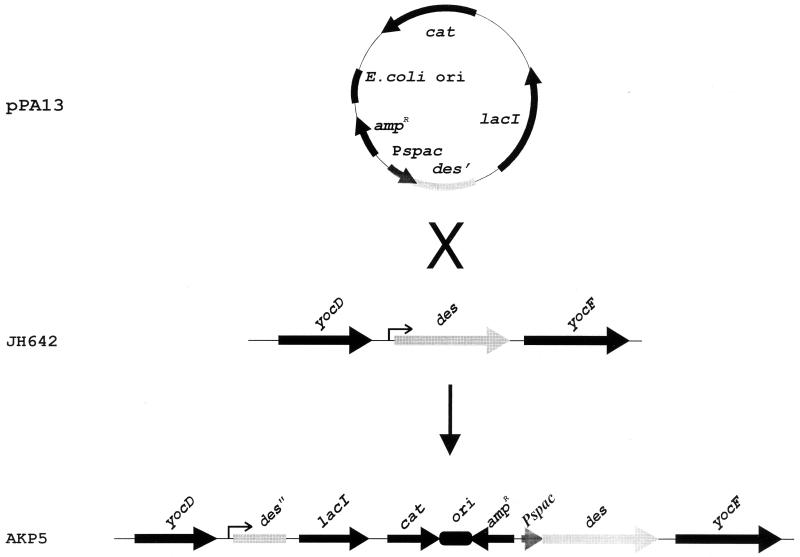 FIG. 5