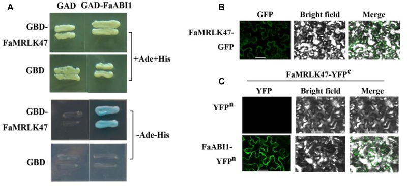 FIGURE 7