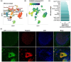 Based on the provided image, the alt text would be: “Figure illustrates hDRG neuron subtypes and expression of α2δ1 (encoded by CACNA2D1) in DRG neurons across species, with immunohistochemical staining showing robust α2δ1 expression in peripherin-positive neurons.”