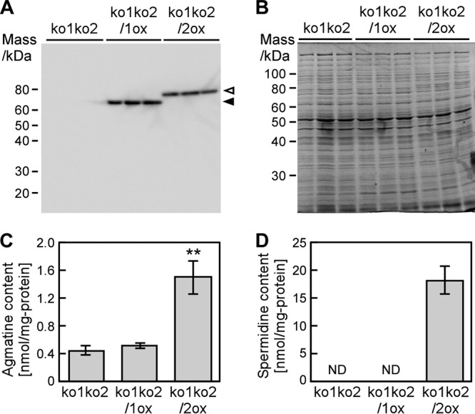 FIG 6