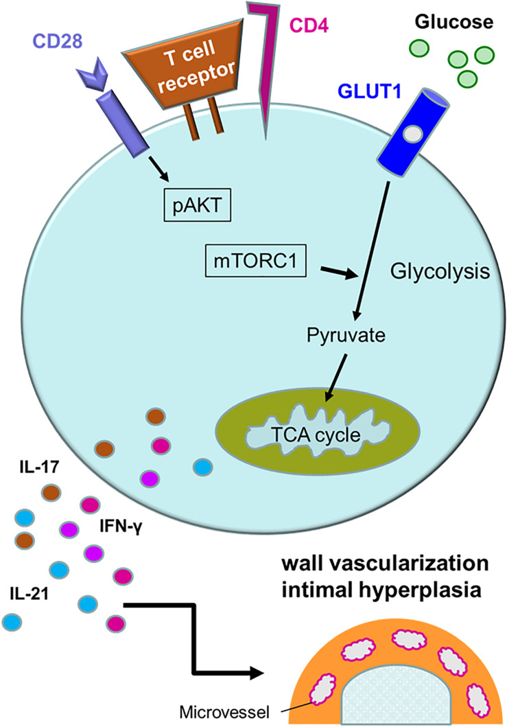 FIGURE 4