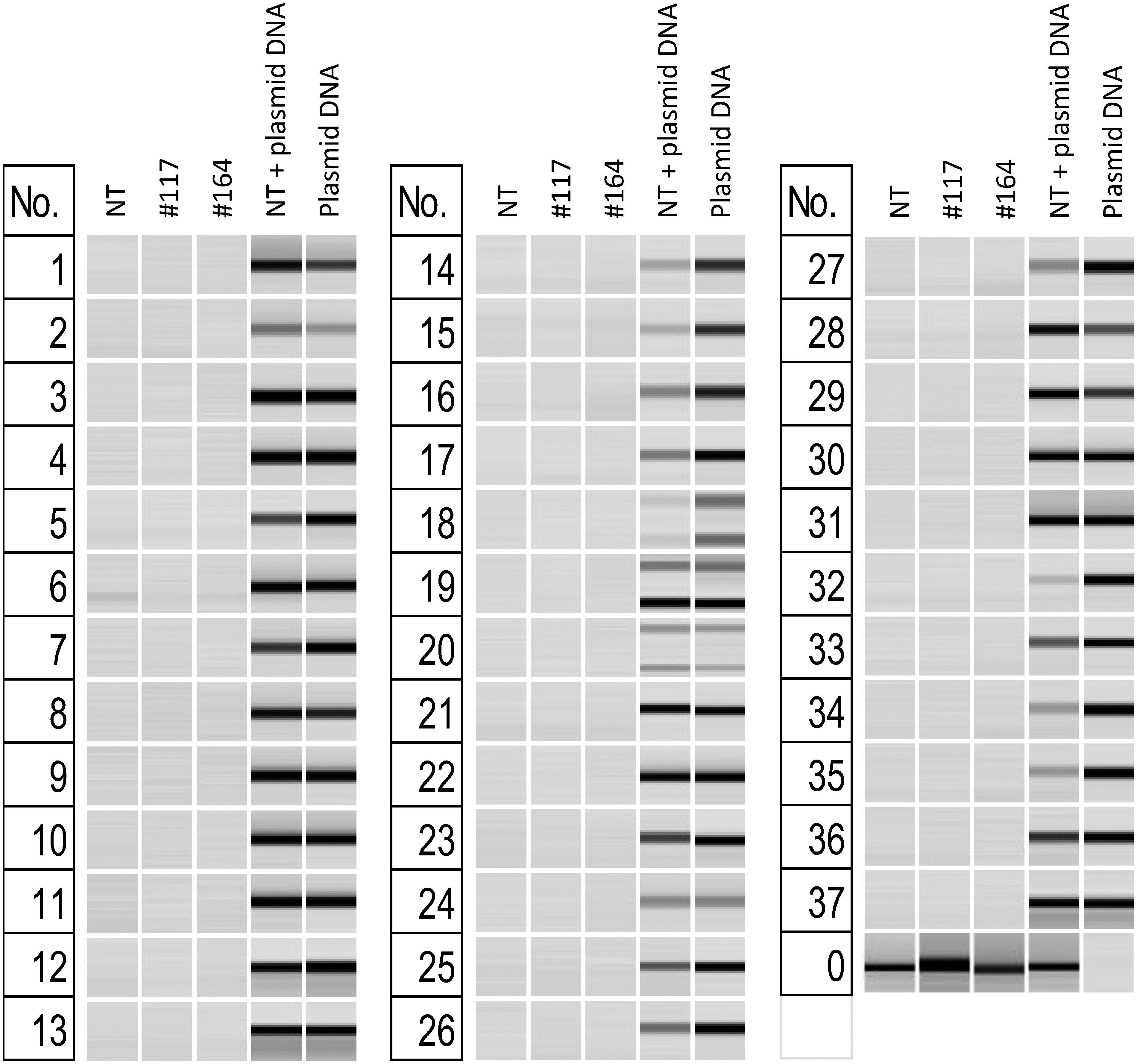 Figure 2. Verification of the absence of vector sequence using PCR. NT; non-transgenic “Sayaka”, No.; PCR set number in Supplementary Table S2. The bands that amplify in columns containing vector DNA are the sequences amplified by the PCR method. PCR18 amplifies fragments of two sizes. PCR19, PCR20 amplify fragments of three or more sizes and are representative of some of them.