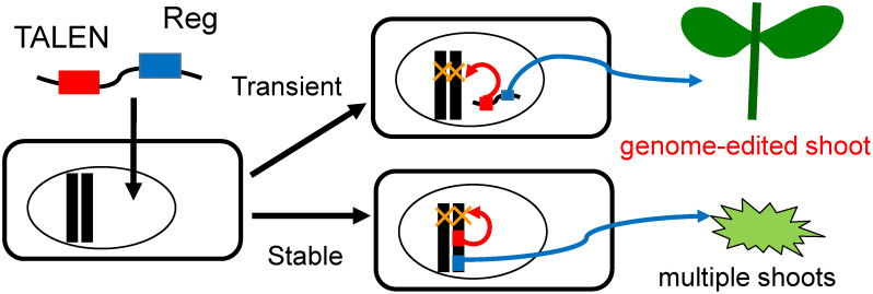 Figure 4. Schematic explanation for positive selection using transient expression of regeneration-promoting (Reg) gene.