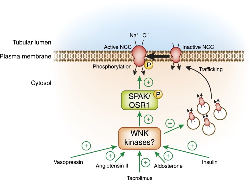 Figure 7.