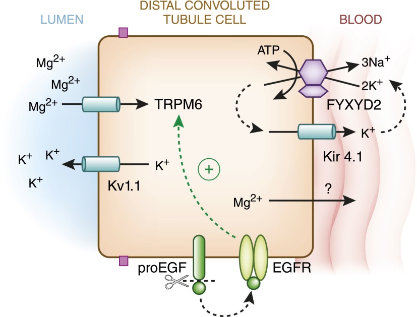 Figure 12.