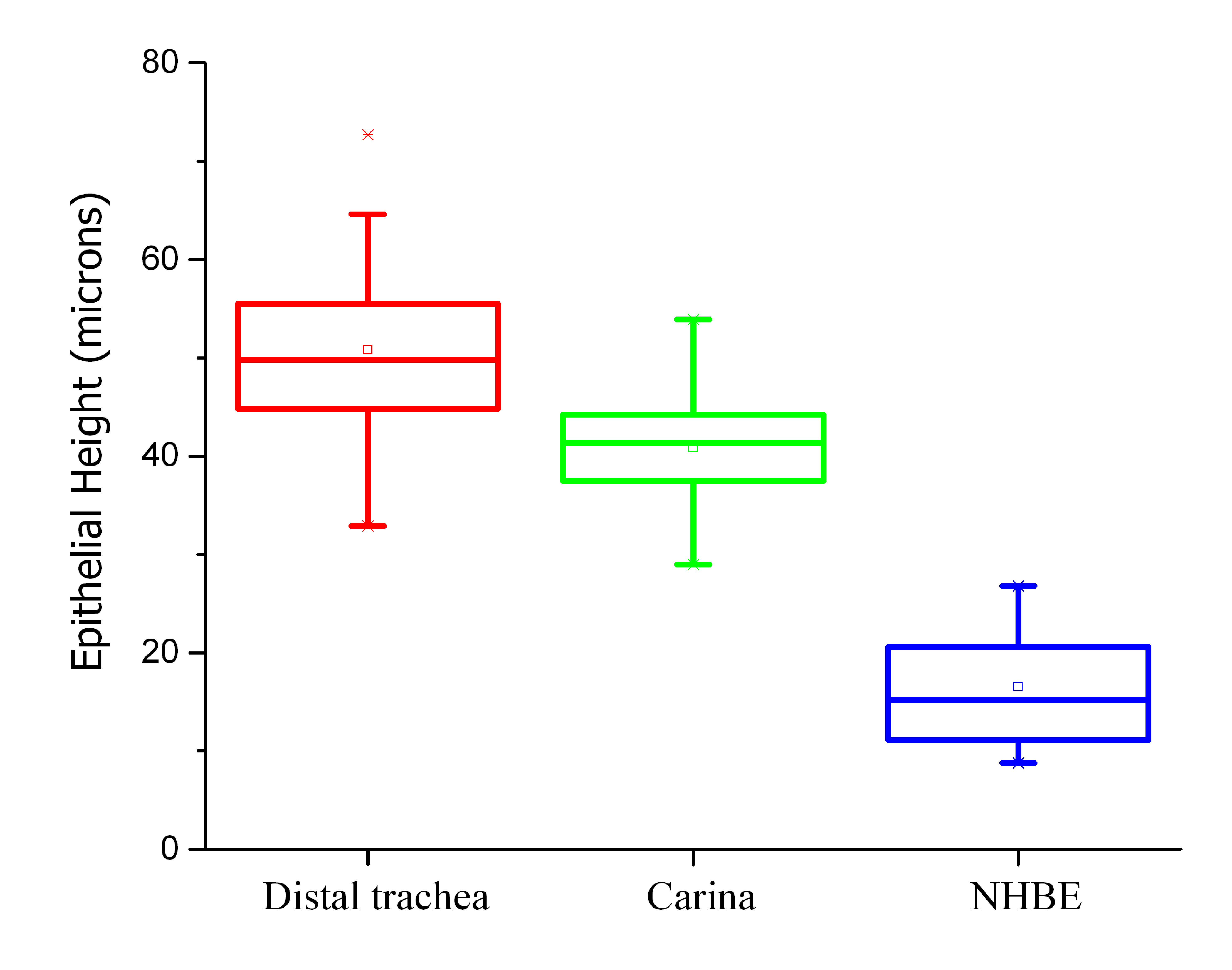 graphic file with name S6_Epithelial_Heights.jpg