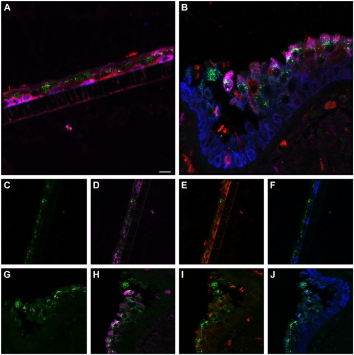 Figure 6.