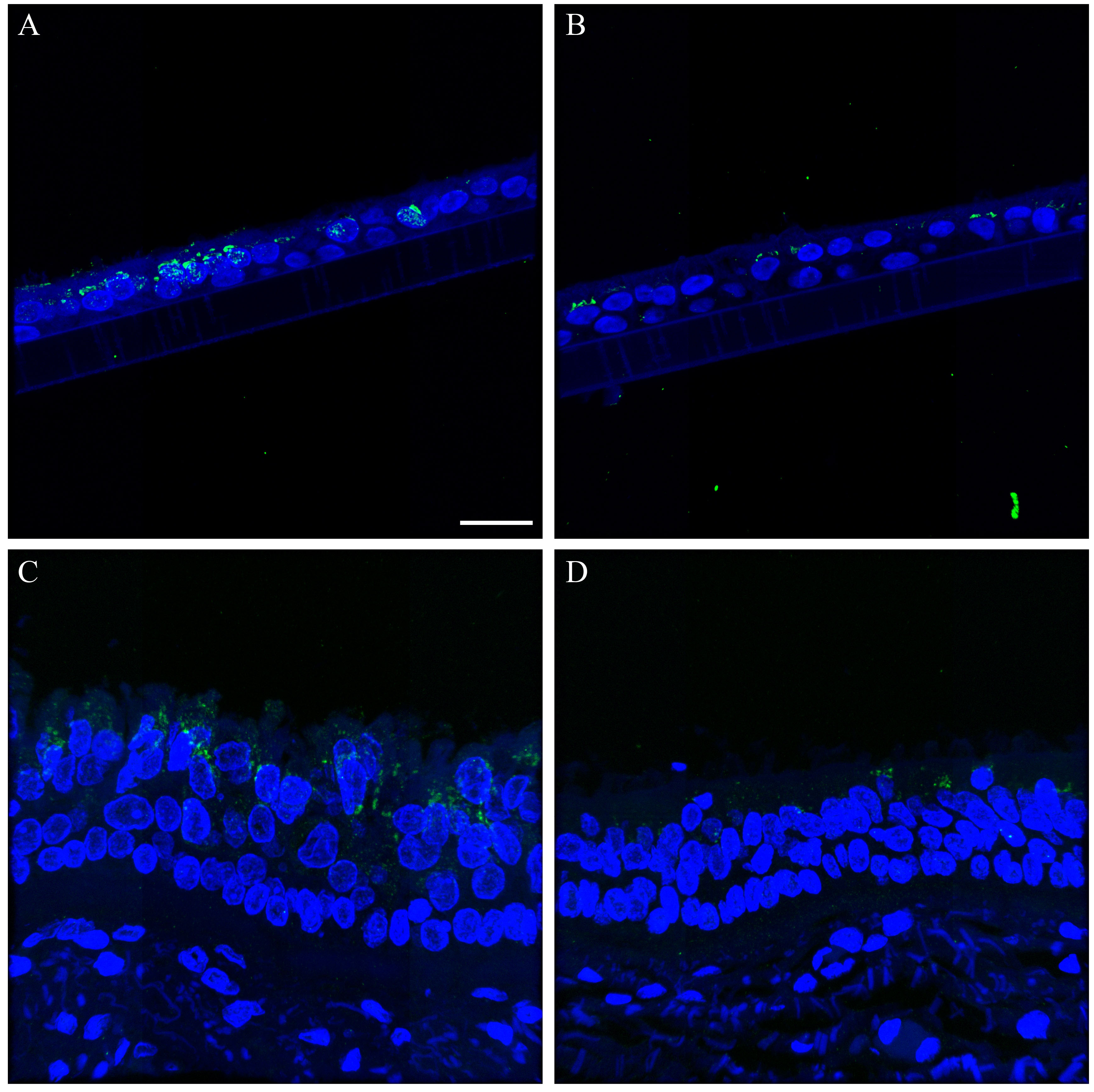 graphic file with name S21_anti_flu_controls.jpg