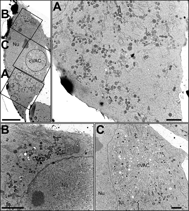 FIG 6