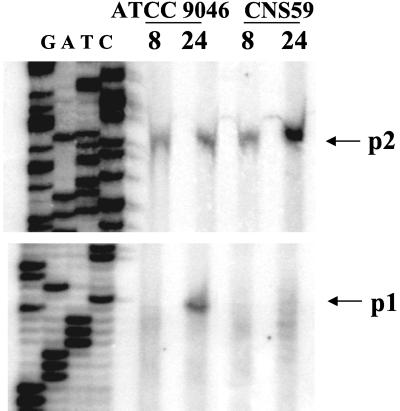 FIG. 3