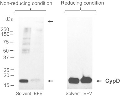 Fig. 7