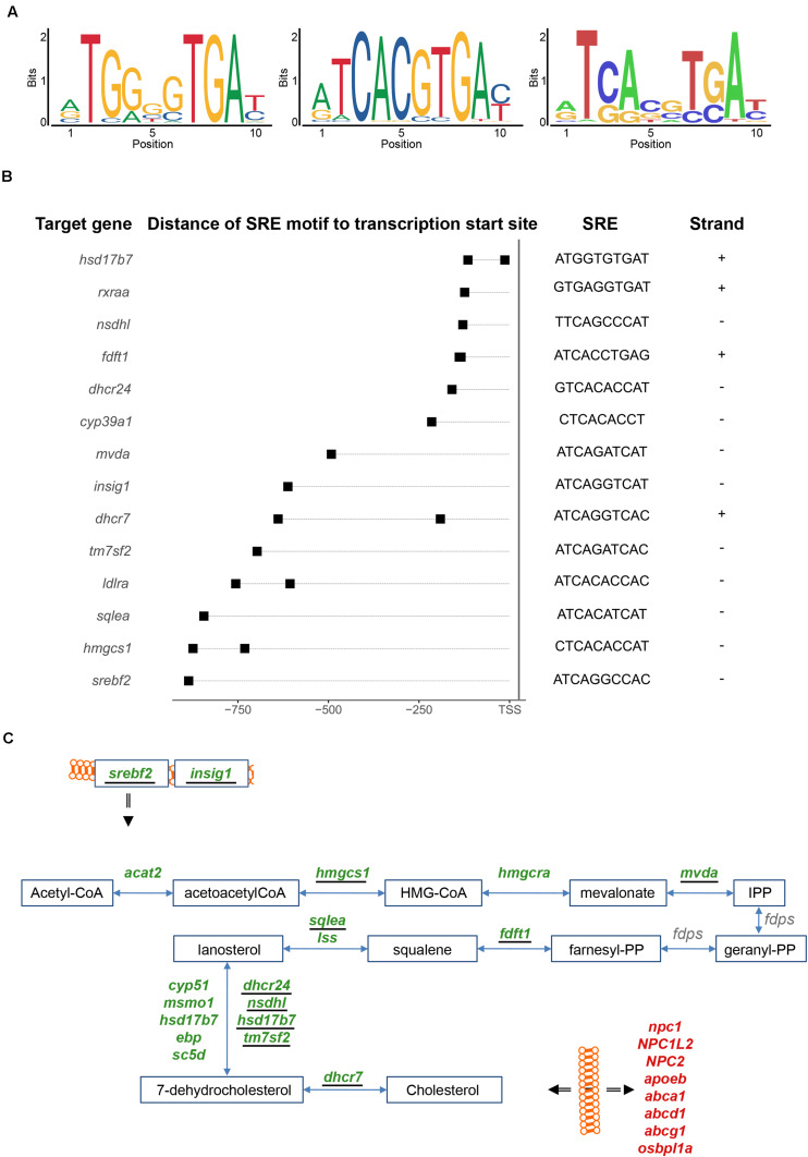 FIGURE 4