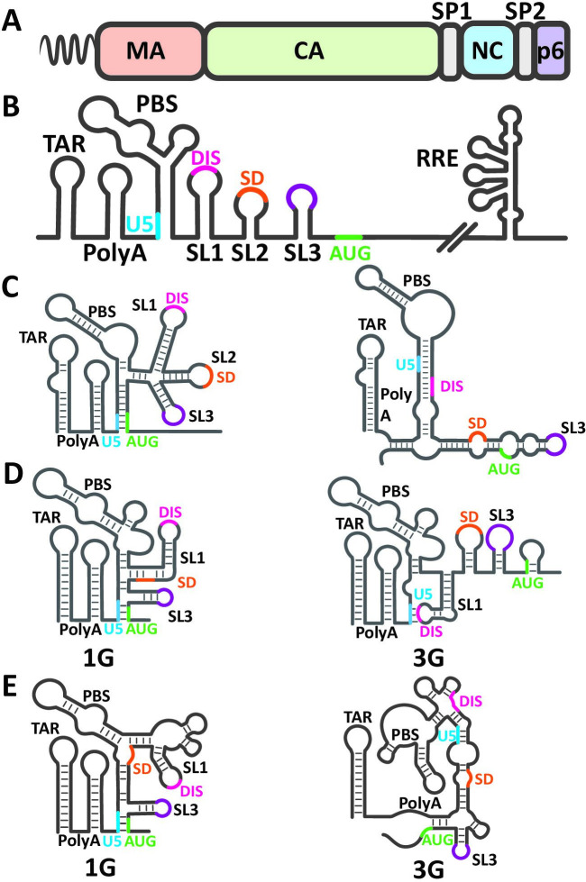 Fig 1