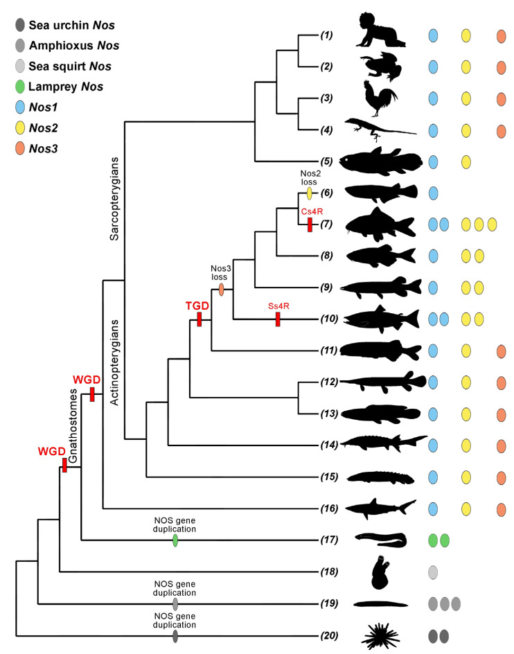 Figure 2