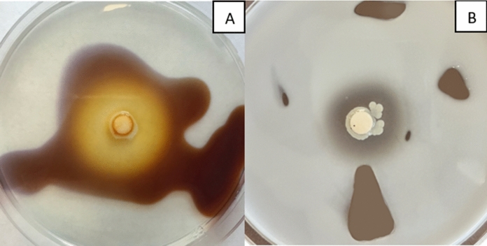 Fig. 6