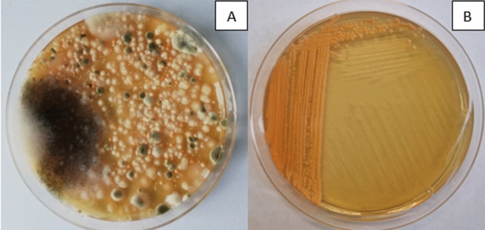 Fig. 2