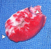 Figure 7b: