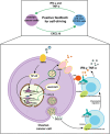 Image, graphical abstract