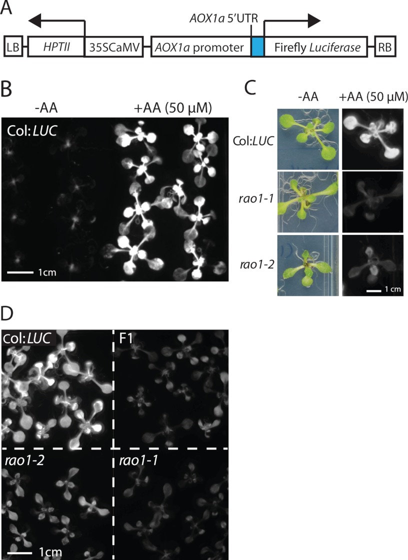 FIGURE 1.