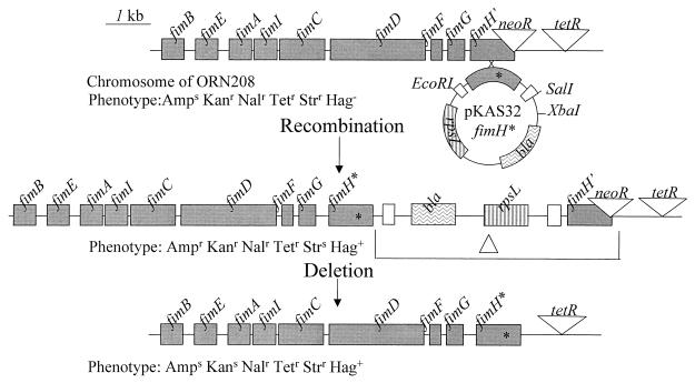 FIG. 1