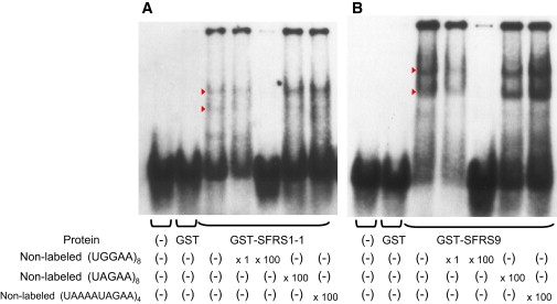 Figure 7