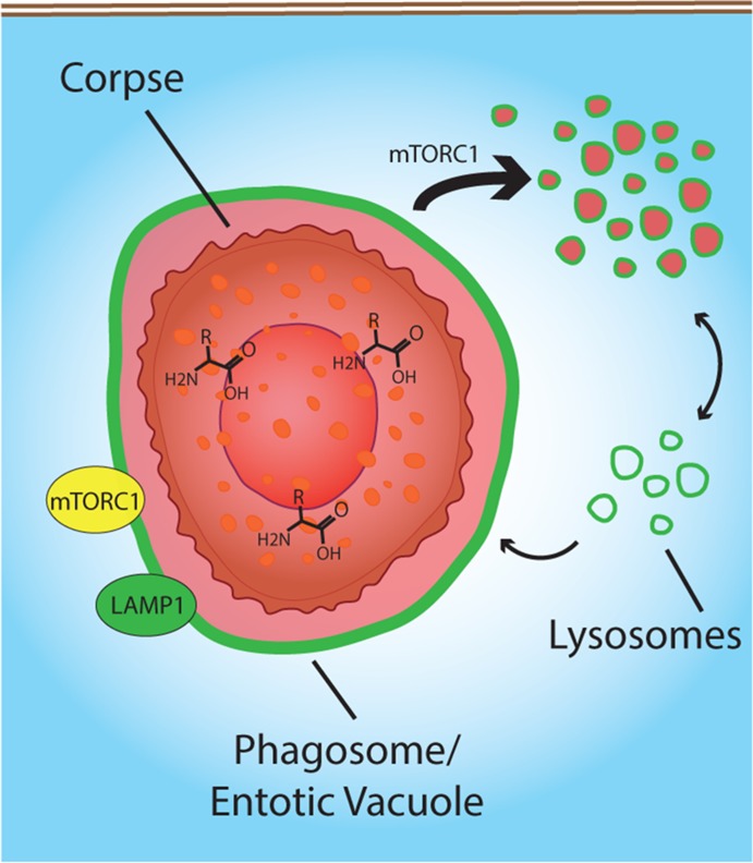 FIGURE 5: