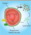 FIGURE 5: