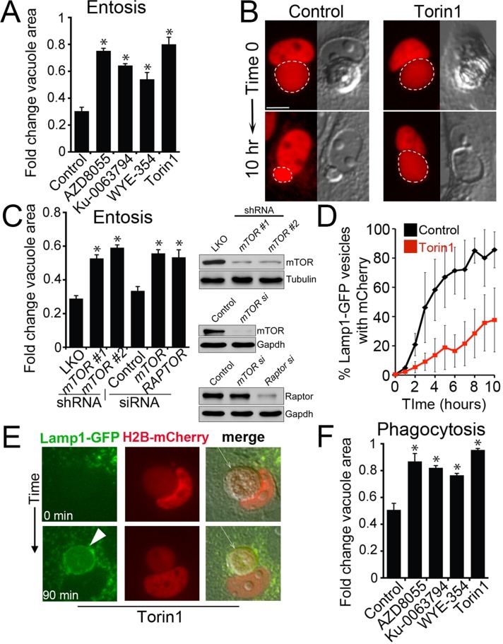 FIGURE 4: