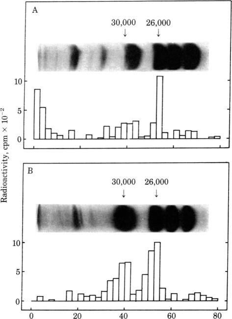 graphic file with name pnas00654-0073-a.jpg