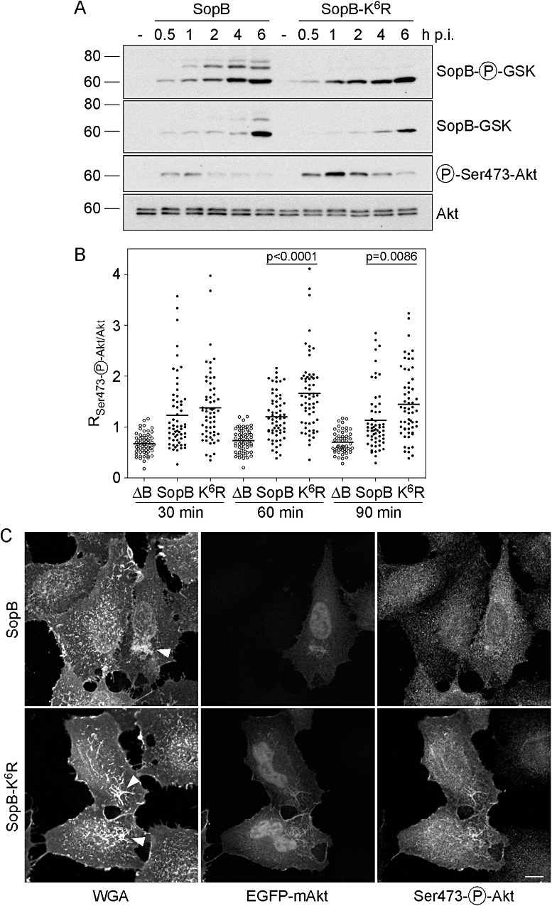 Fig. 7