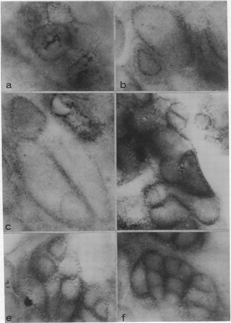 graphic file with name pnas00050-0024-a.jpg