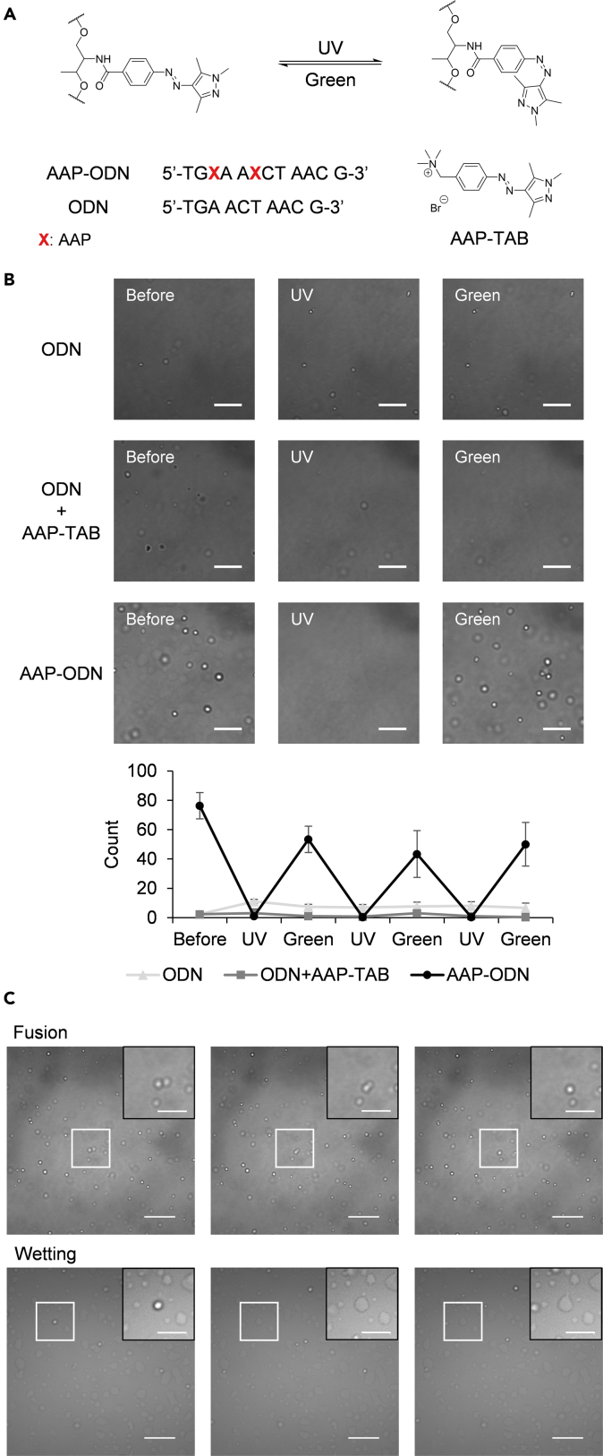 Figure 1