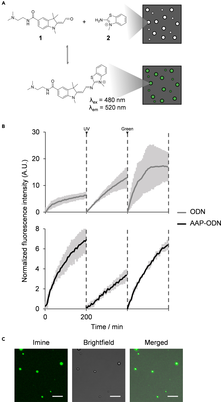 Figure 4