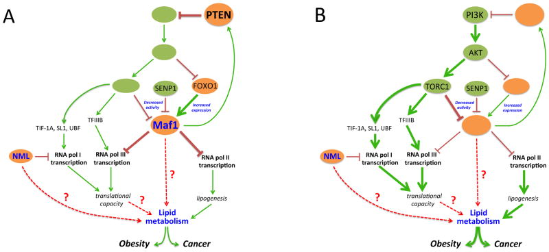 KEY FIGURE, Figure 1