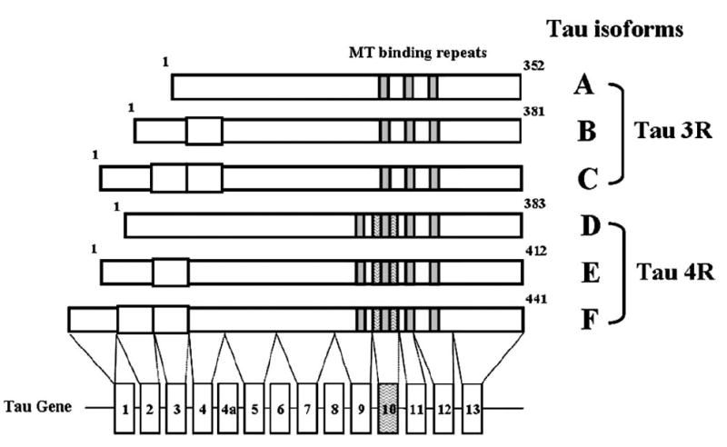 FIGURE 1