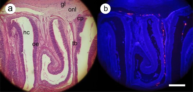 Fig. 3.