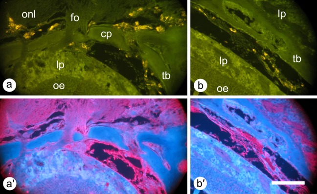 Fig. 7.