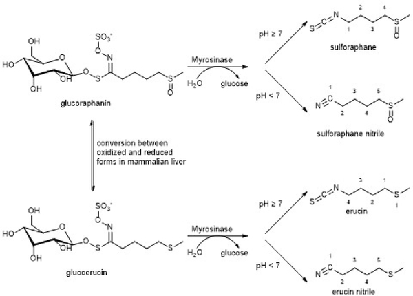 Figure 7.