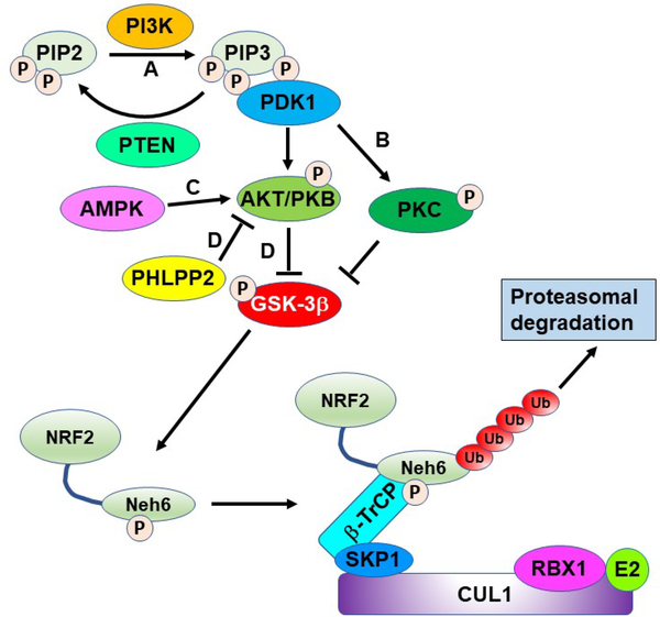 Figure 13.