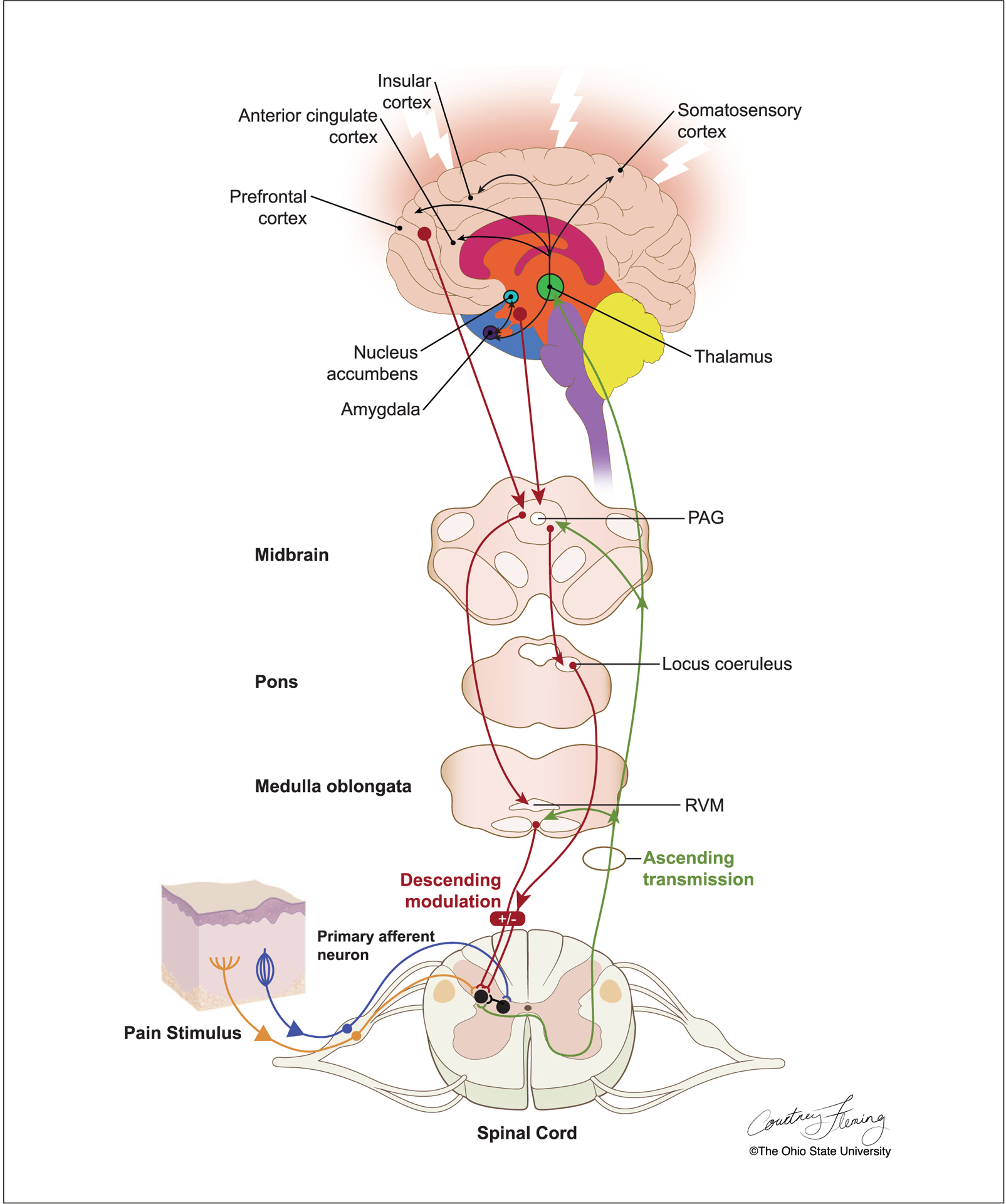 Figure 3.