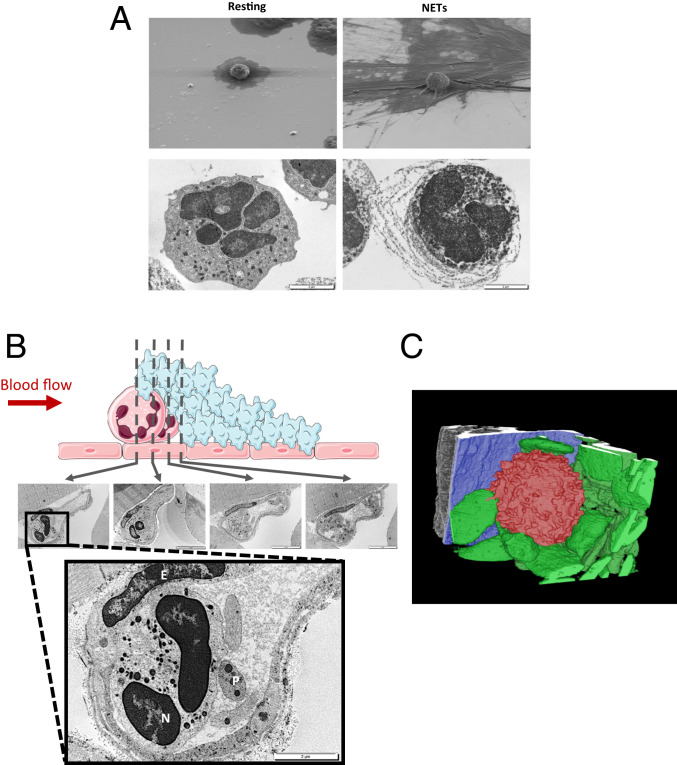 Fig. 5.