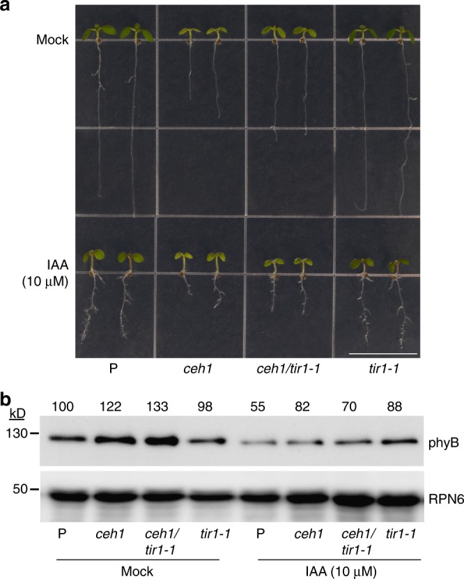 Fig. 6