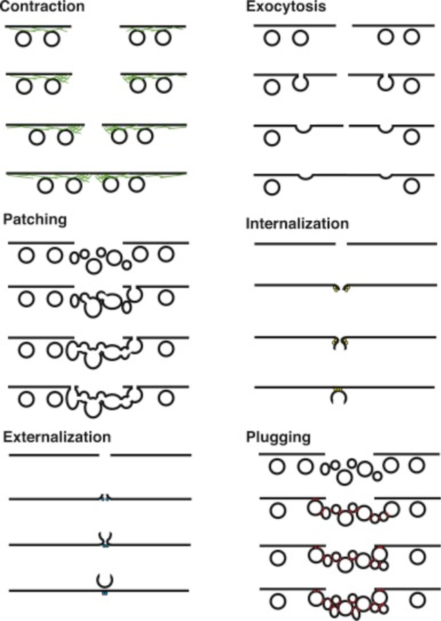 Figure 11.