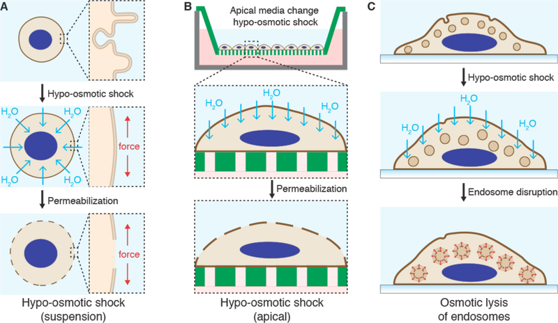 Figure 19.