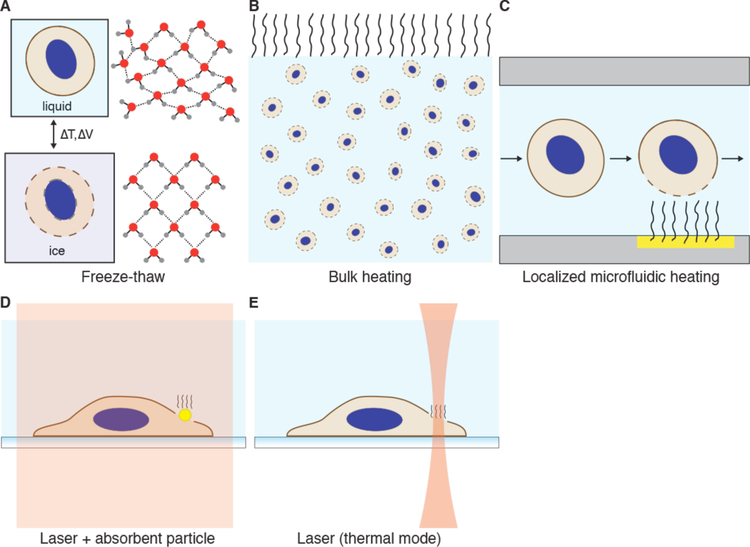 Figure 29.