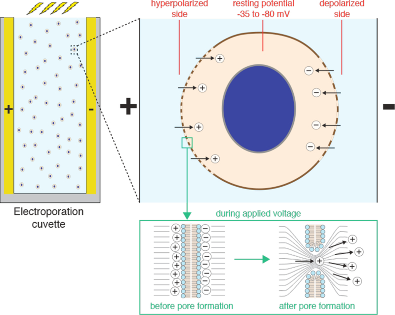 Figure 21.