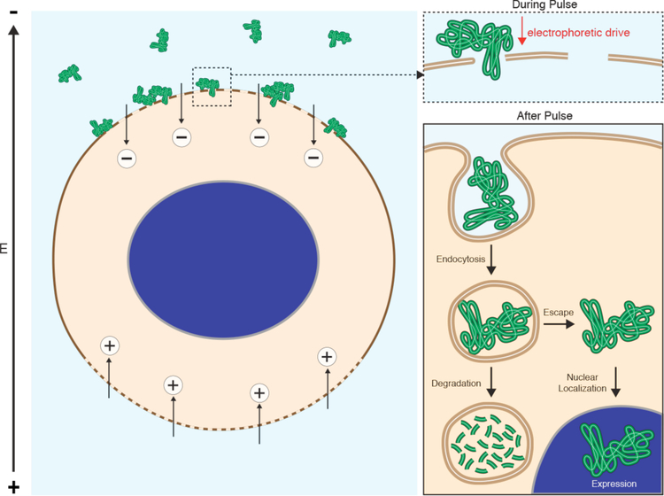 Figure 24.