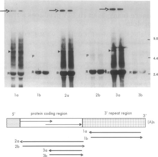 graphic file with name pnas01136-0438-a.jpg