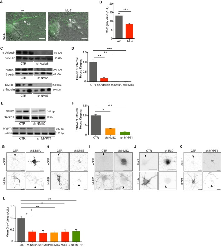 Figure 1—figure supplement 1.